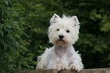 WESTIE 382